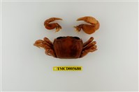 藏品(平掌沙蟹)的圖片